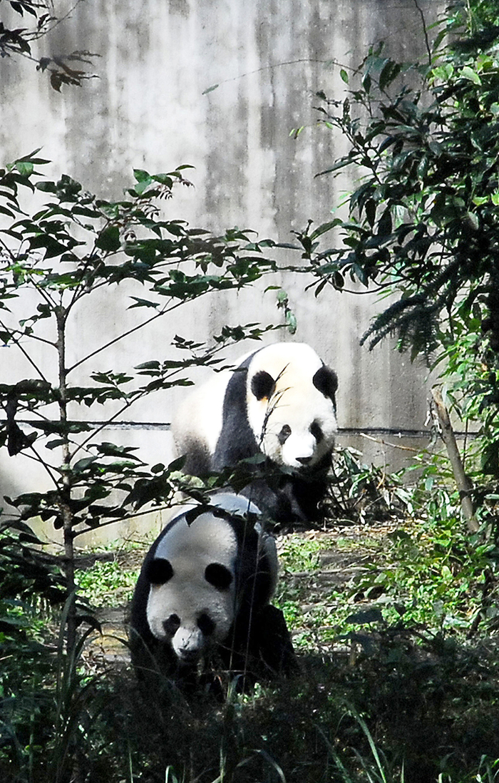 2008年11月2日，赠台大熊猫将正式赴台，正在雅安碧峰峡熊猫基地隔离检疫。