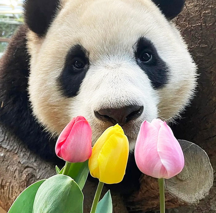 大熊猫“福宝”与花合影。@fubao_1004 图