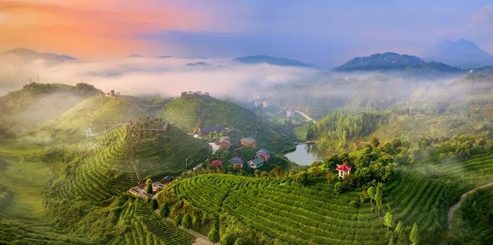 屏山是大田县十万亩茶园的核心区，大田美人茶最早就出产在此地。图为屏山茶园。（摄影：林跃）