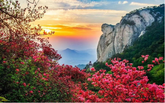 龟峰山风景杜鹃花海与龟峰旭日