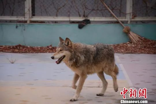资料图：野狼