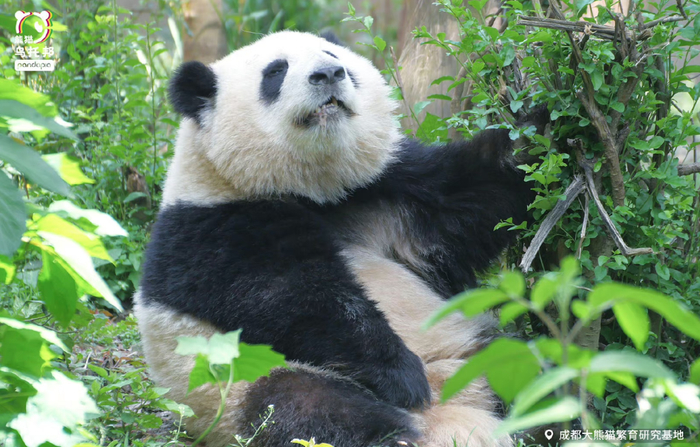 @pandapia熊猫乌托邦