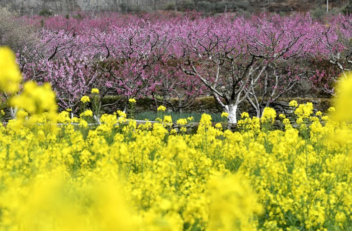 ▲梅花、油菜花次第开放。