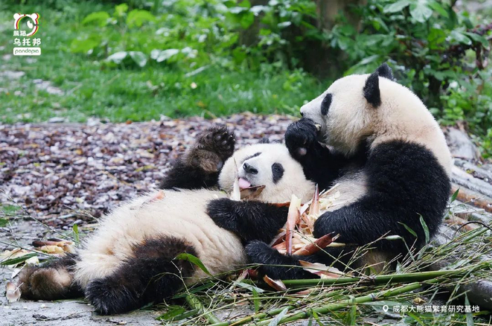 @pandapia熊猫乌托邦