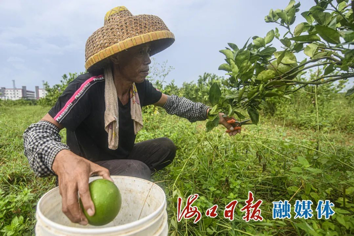 在美兰区金堆村西柚种植基地，工人正在采摘饱满的西柚。陈长宇 摄