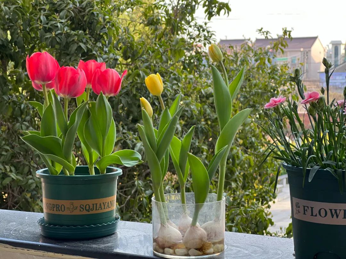 作者姓名：郑飞飞