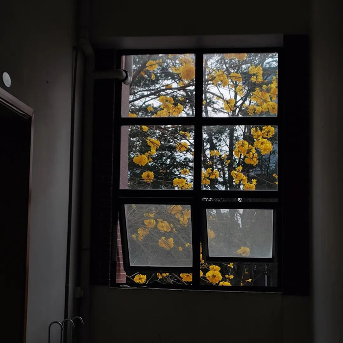 作者姓名：罗璇华