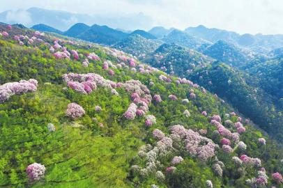 辛夷花开遍山林。