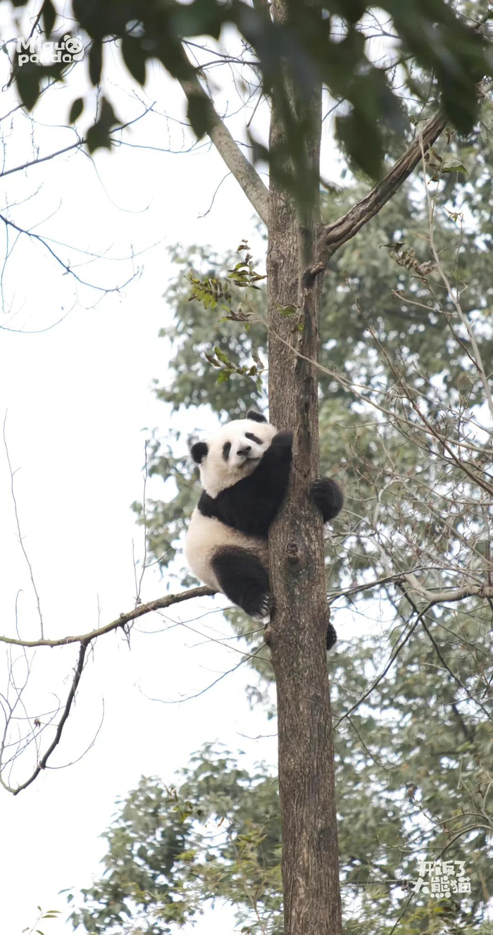 @咪咕「开饭了大熊猫」