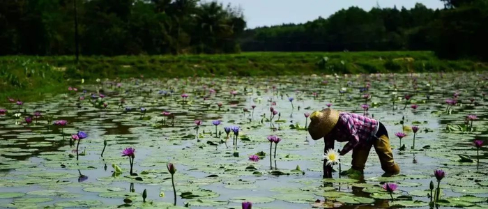 美兰区大致坡镇金堆村的莲花种植基地。