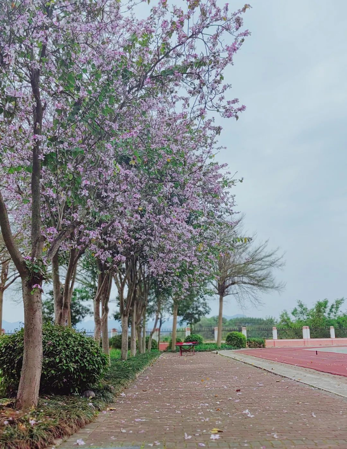 作者姓名：石秋丽