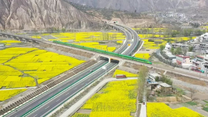 ▲兰渝铁路穿过油菜花田。