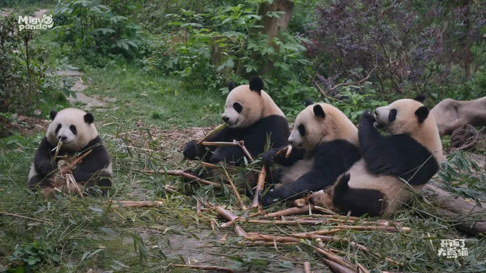 @咪咕「开饭了大熊猫」