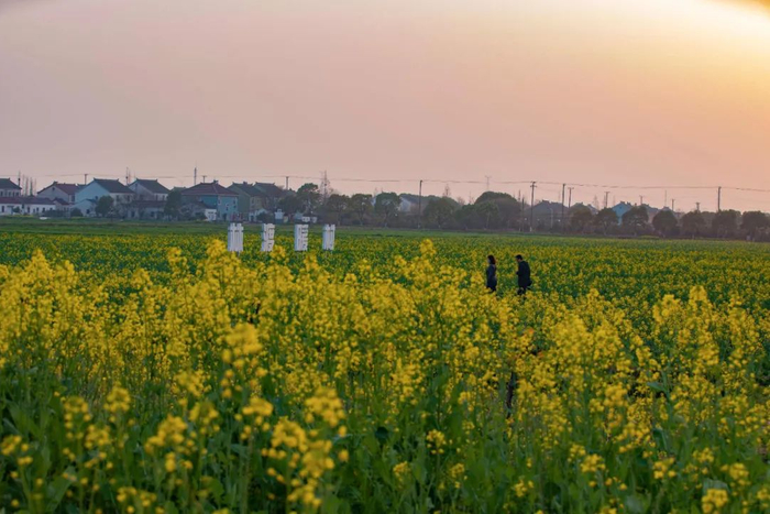 苏报拍客 项彩珍/摄