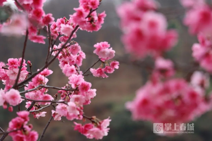 李林芮/图