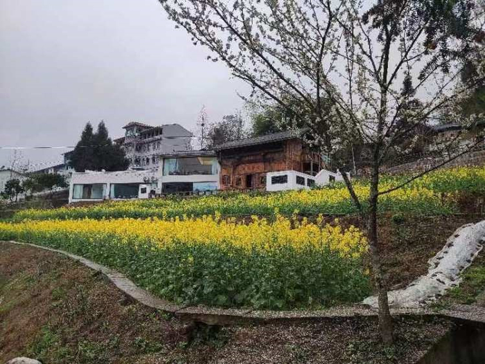 ▲李花油菜花相映成趣