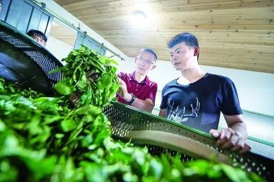 科技特派员刘国英（左）正在传授年轻茶人辨识茶青发酵情况。伊凡摄/光明图片