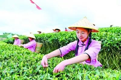 南平政和县，茶农在茶山采茶。黄杰敏摄/光明图片