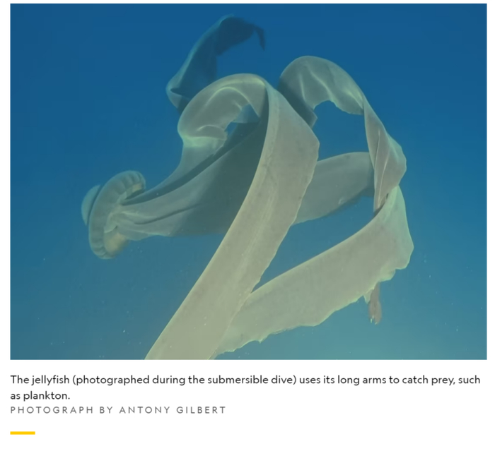 图源：《国家地理》杂志网站截图