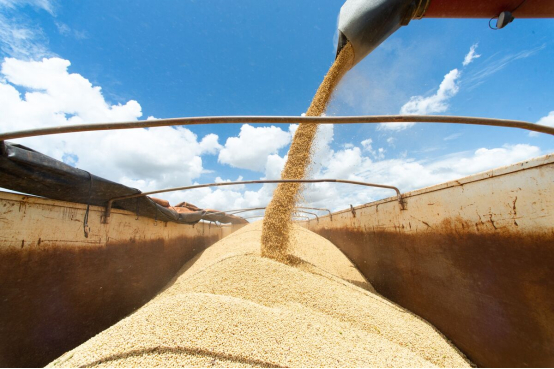 巴西首都巴西利亚附近一个农场正在收大豆 图自外媒