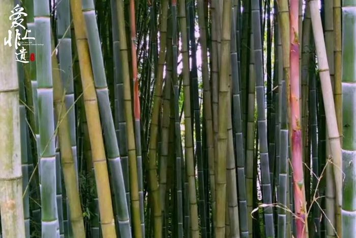 图为金竹。李凤珍 供图