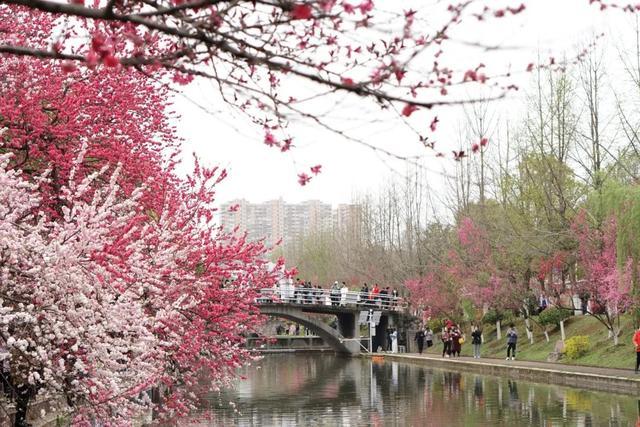 三峡大学桃花图片