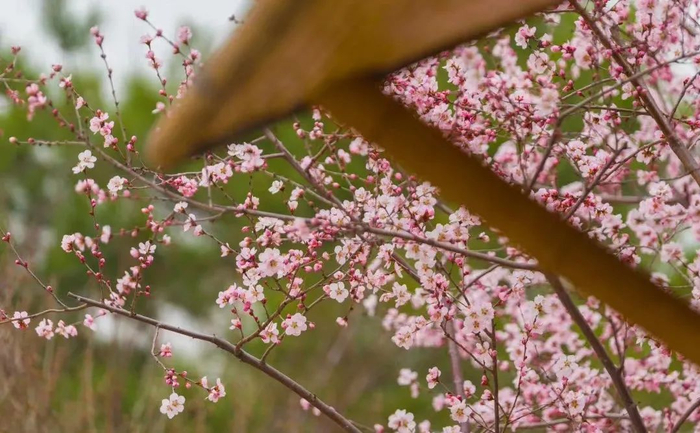 △北京园汉服打卡
