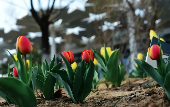 △国际馆旁郁金香