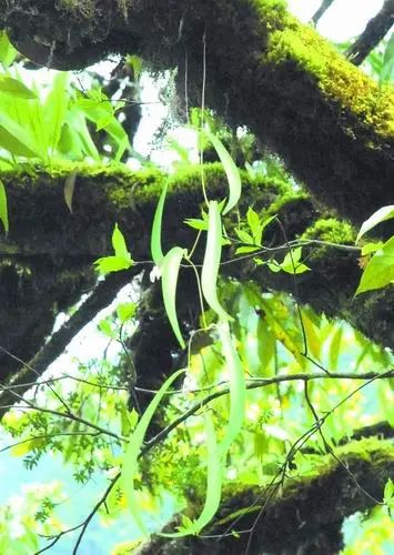 飘拂黄精。印开蒲供图