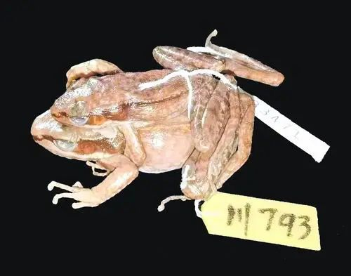 刘承钊于1940年在峨眉山采集的钊琴湍蛙标本，至今仍完好地保存于标本馆。成都生物所供图