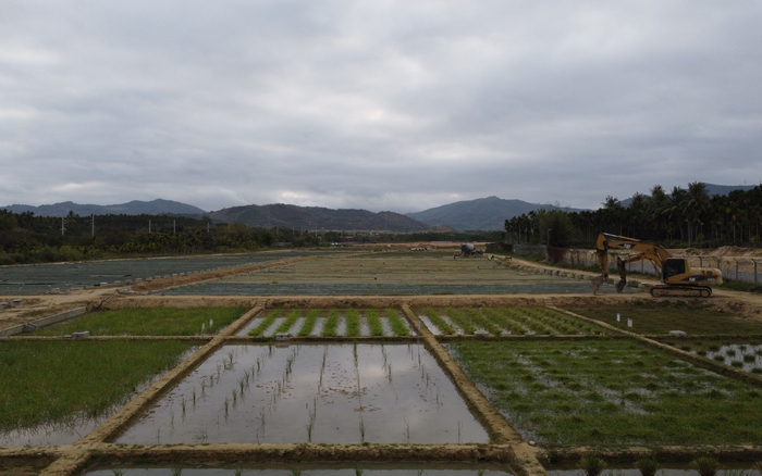 野生稻种质资源圃。新京报记者 周怀宗 摄