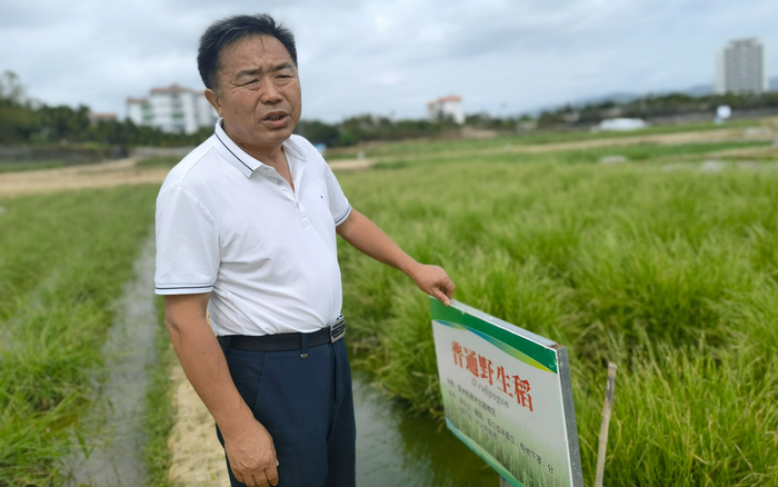 中国农科院作科所作物种质资源中心研究员杨庆文。新京报记者 周怀宗 摄
