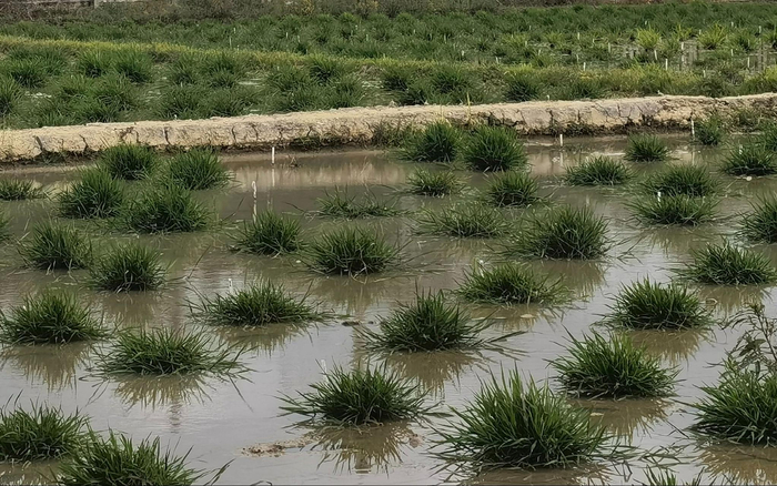 野生稻。新京报记者 周怀宗 摄
