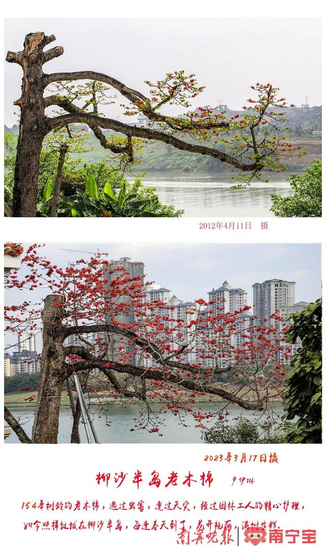 南宁市青秀区摄影家协会理事卢伊琳用镜头记录老木棉（图为卢伊琳摄影）