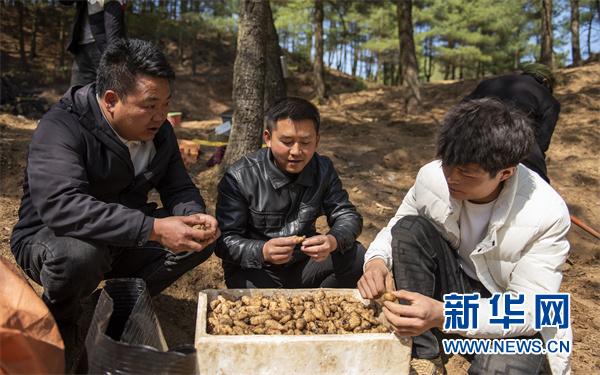 貴州赫章安樂溪鄉:天麻種植正當時 林下