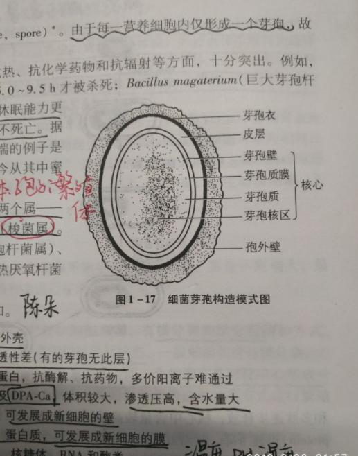 芽孢手绘图片