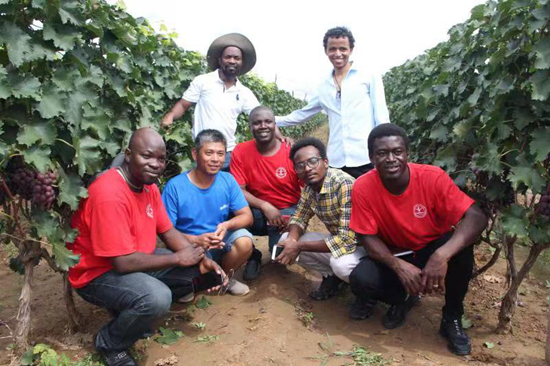     非洲留学生在前衙村葡萄园和农民交流种植经验。受访者供图