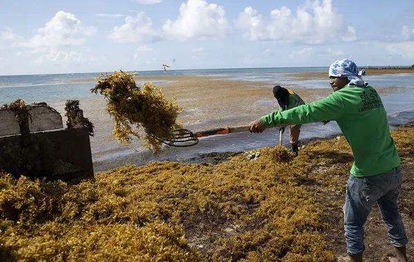 工人正在打捞马尾藻 图源：网络