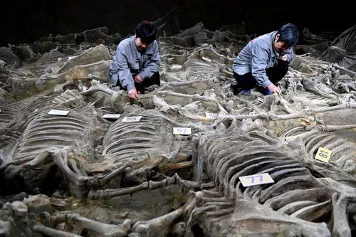 考古人员在河南新郑郑国3号车马坑考古现场工作。新华社记者朱祥摄