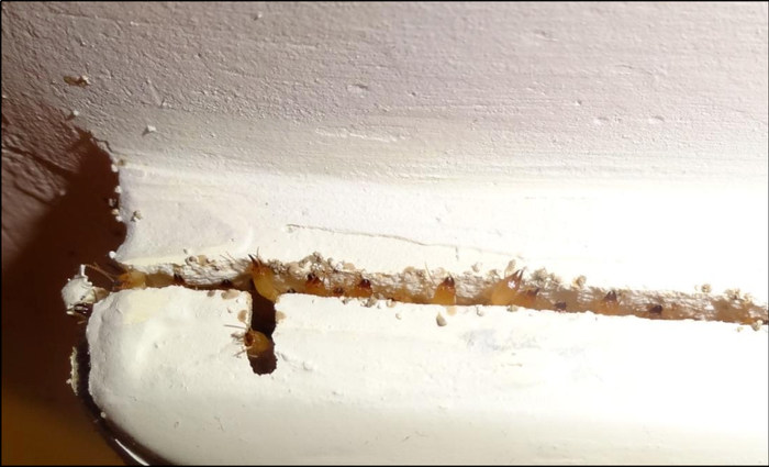 门框上沿或墙缝有白蚁兵蚁在分飞孔聚集