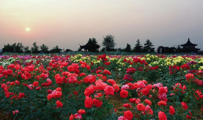 月季花开，花香四溢。张梦 摄