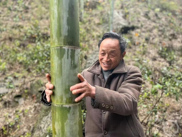 ▲桂阳县桥市乡辉山村，经过低产改造后的楠竹林生长旺盛。图片来源/上游新闻记者 萧鹏 摄