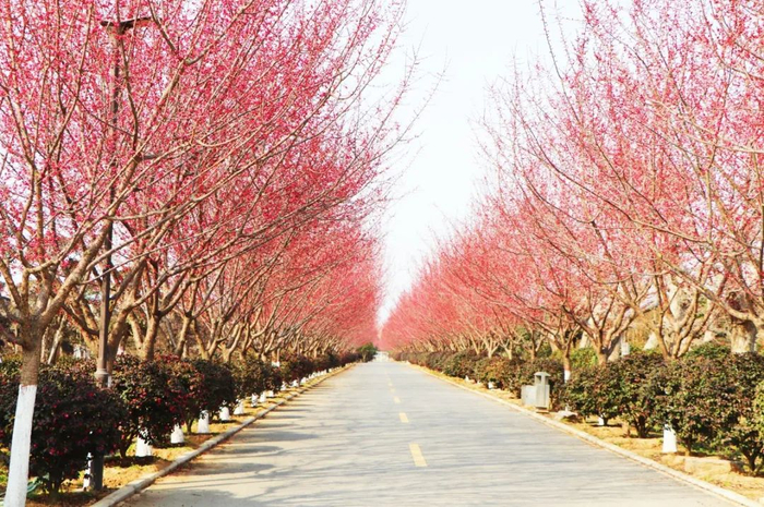 达士营村树艺园风景。张梦 摄