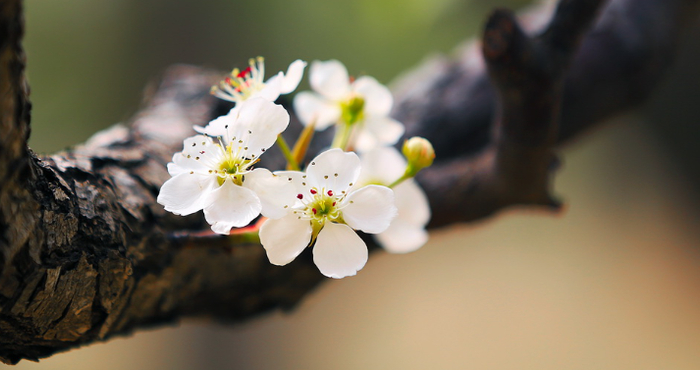 [转载]【原创】读诗人无敌丁老头《七绝二首：濛濛春雨湿梨花（平水韵）》有感