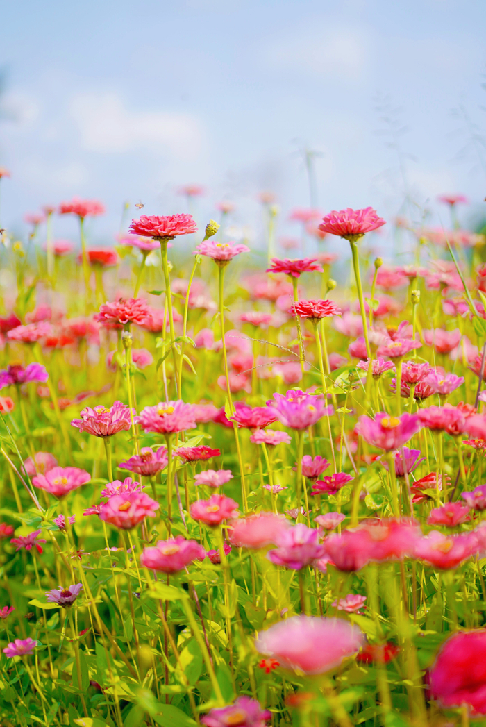 花朵盛放正当时
