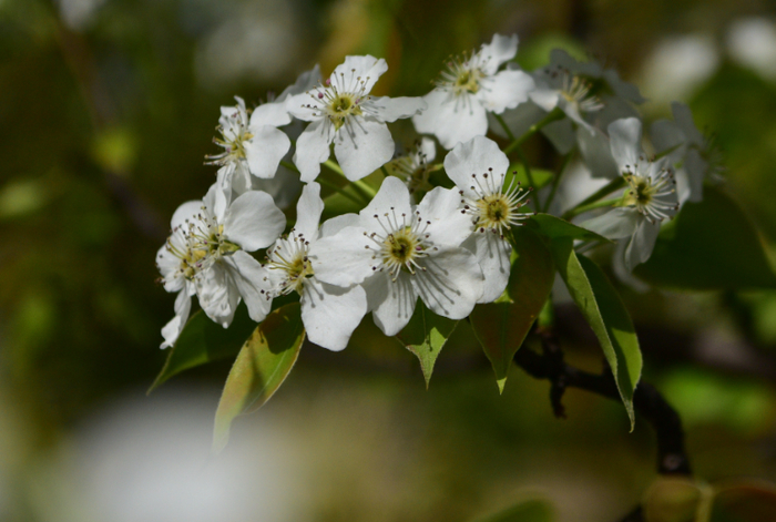 [转载]【原创】读诗人无敌丁老头《七绝二首：濛濛春雨湿梨花（平水韵）》有感