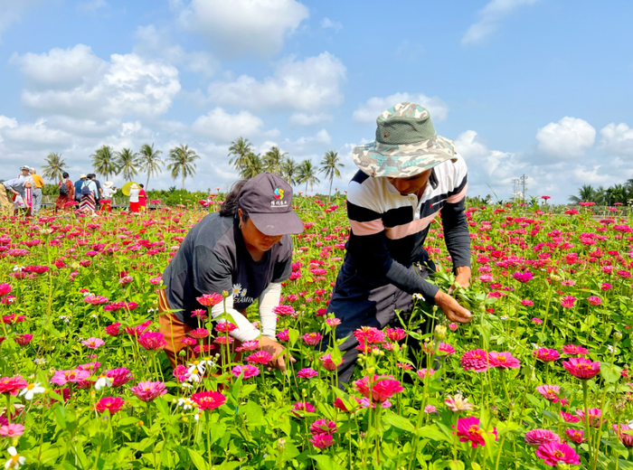 村民在花海内除杂草
