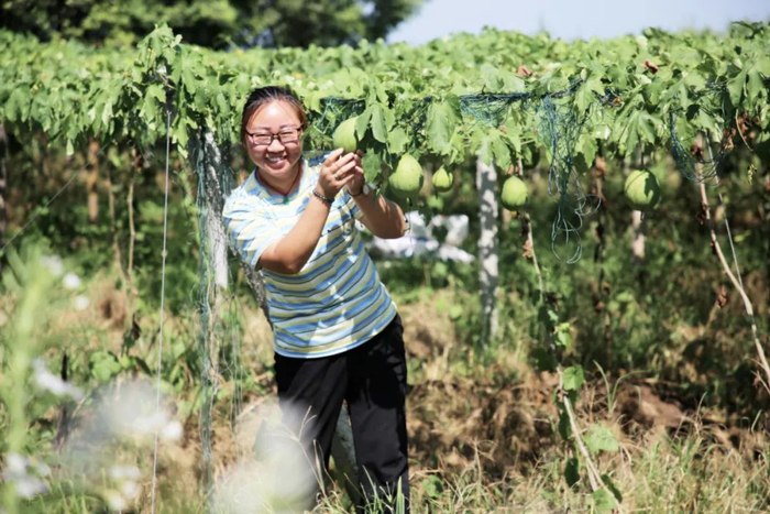 村民种植瓜蒌走出致富新路。袁晓西 摄