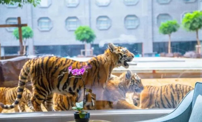 ▲酒店房间玻璃外就是老虎。