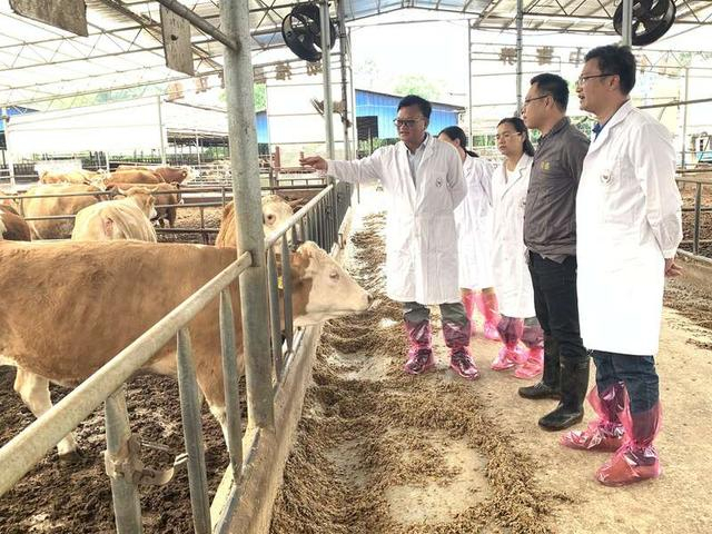 2021年5月4日，韦英明带领团队在桂林市雁山区进行肉牛科学养殖技术指导。 张瑞门/摄